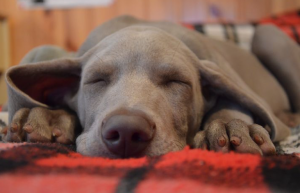 Sleep insomnia treatment, sleep problems older adults. Just a few suggestions to over come lack of sleep, sometimes ALL you want is a little sleep, so try these home remedies,